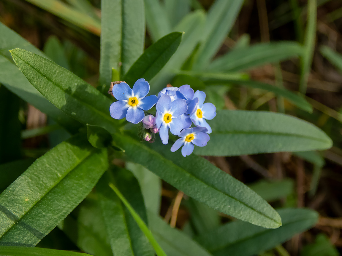 Изображение особи Myosotis palustris.