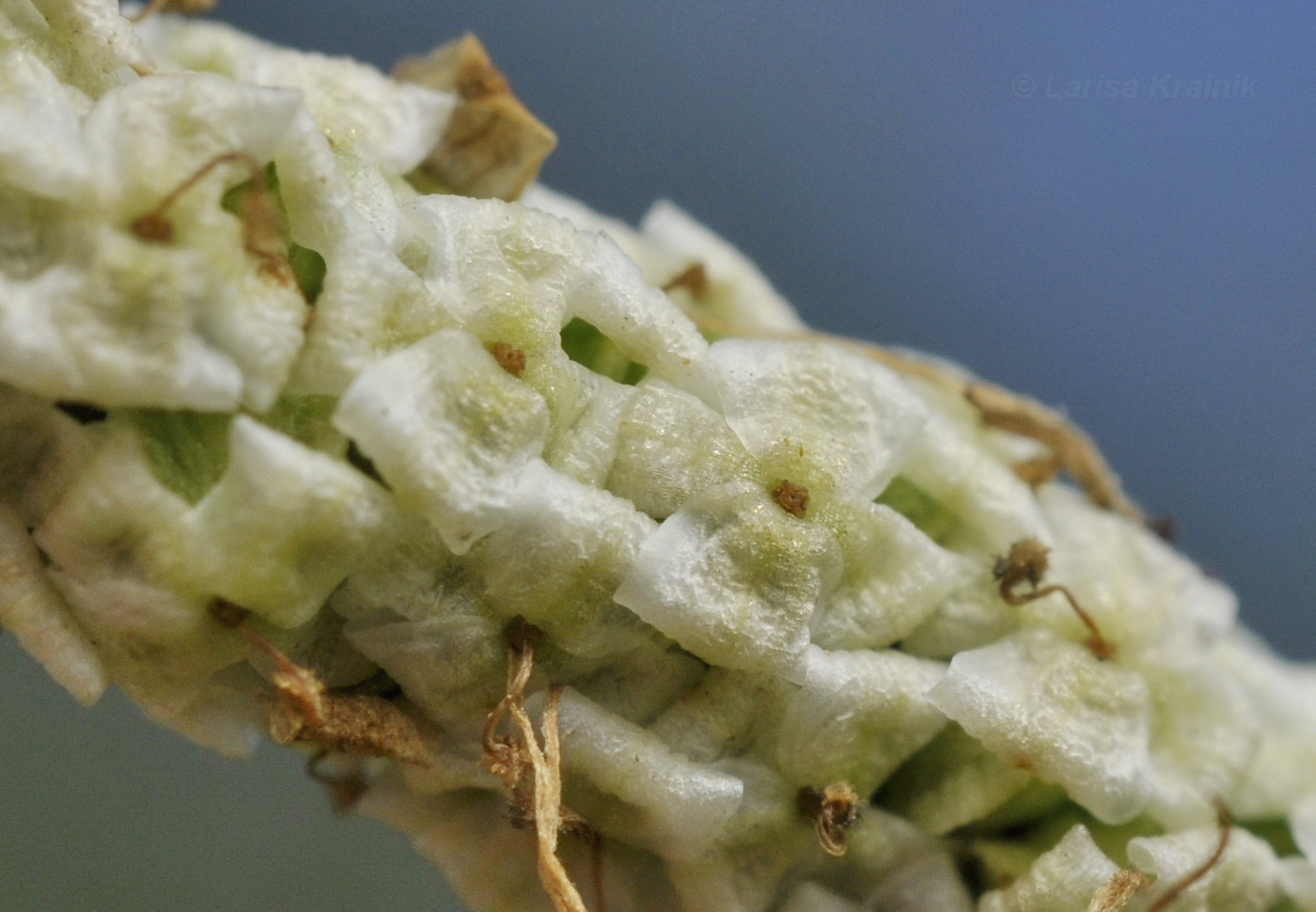 Image of Sanguisorba parviflora specimen.