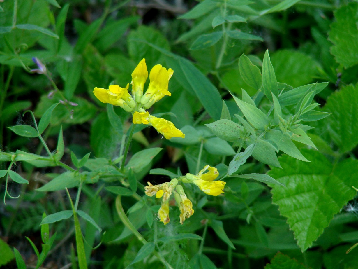 Изображение особи Lathyrus pratensis.