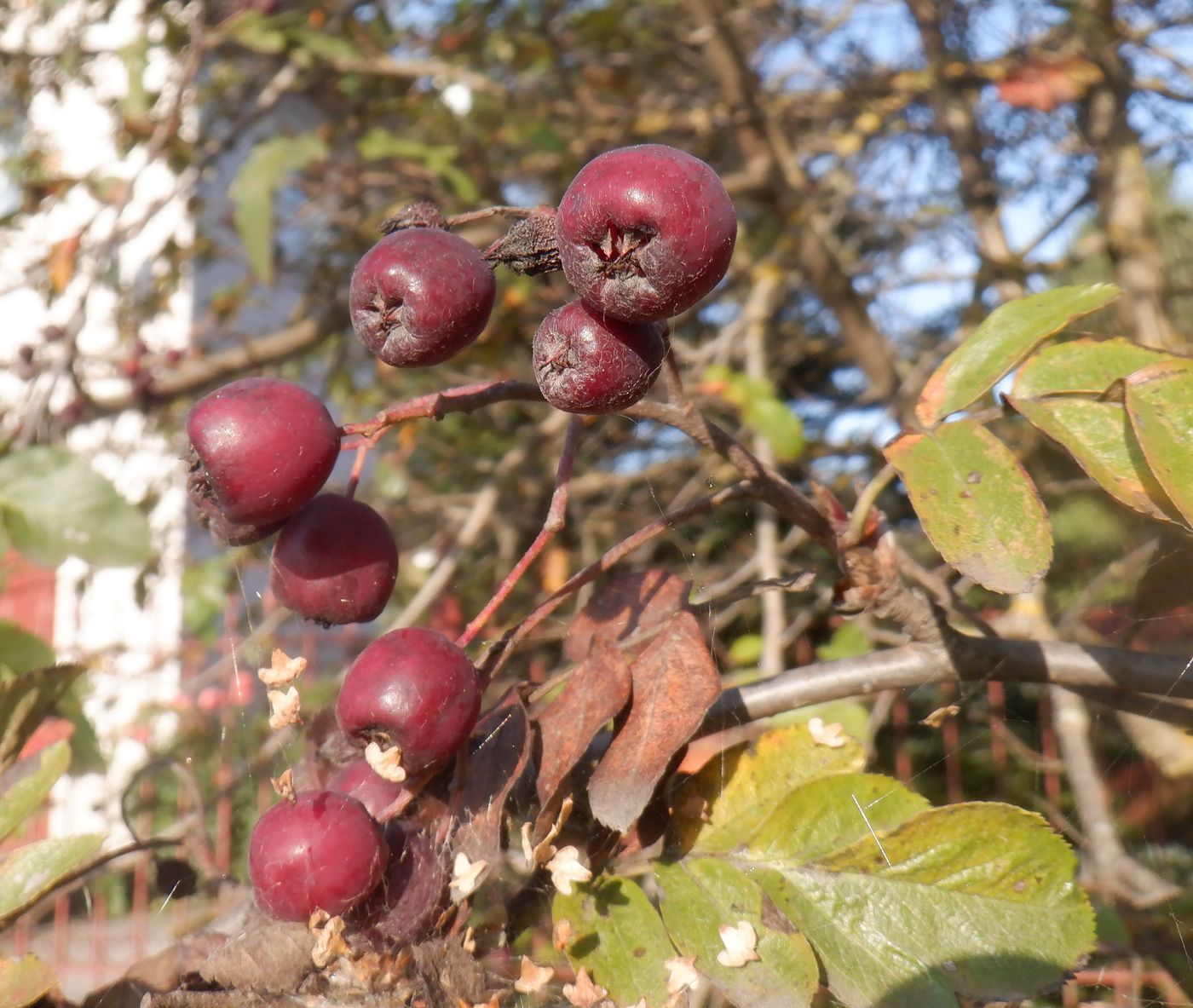 Изображение особи &times; Crataegosorbus miczurinii.