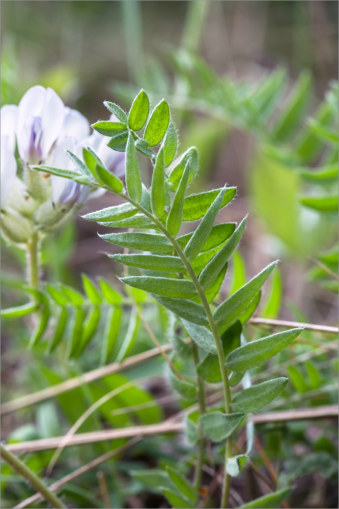 Изображение особи Oxytropis sordida.