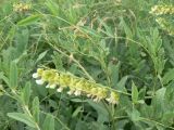 Sophora flavescens