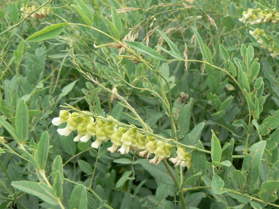 Image of Sophora flavescens specimen.