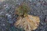 Rheum macrocarpum. Плодоносящее растение. Таджикистан, Согдийская обл., Исфара, глинисто-щебнистый адыр. 4 мая 2019 г.