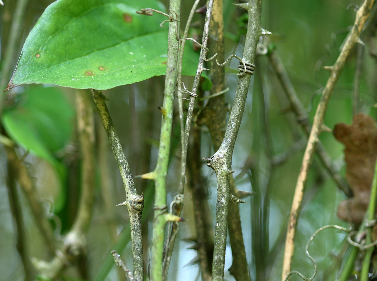 Image of Smilax excelsa specimen.