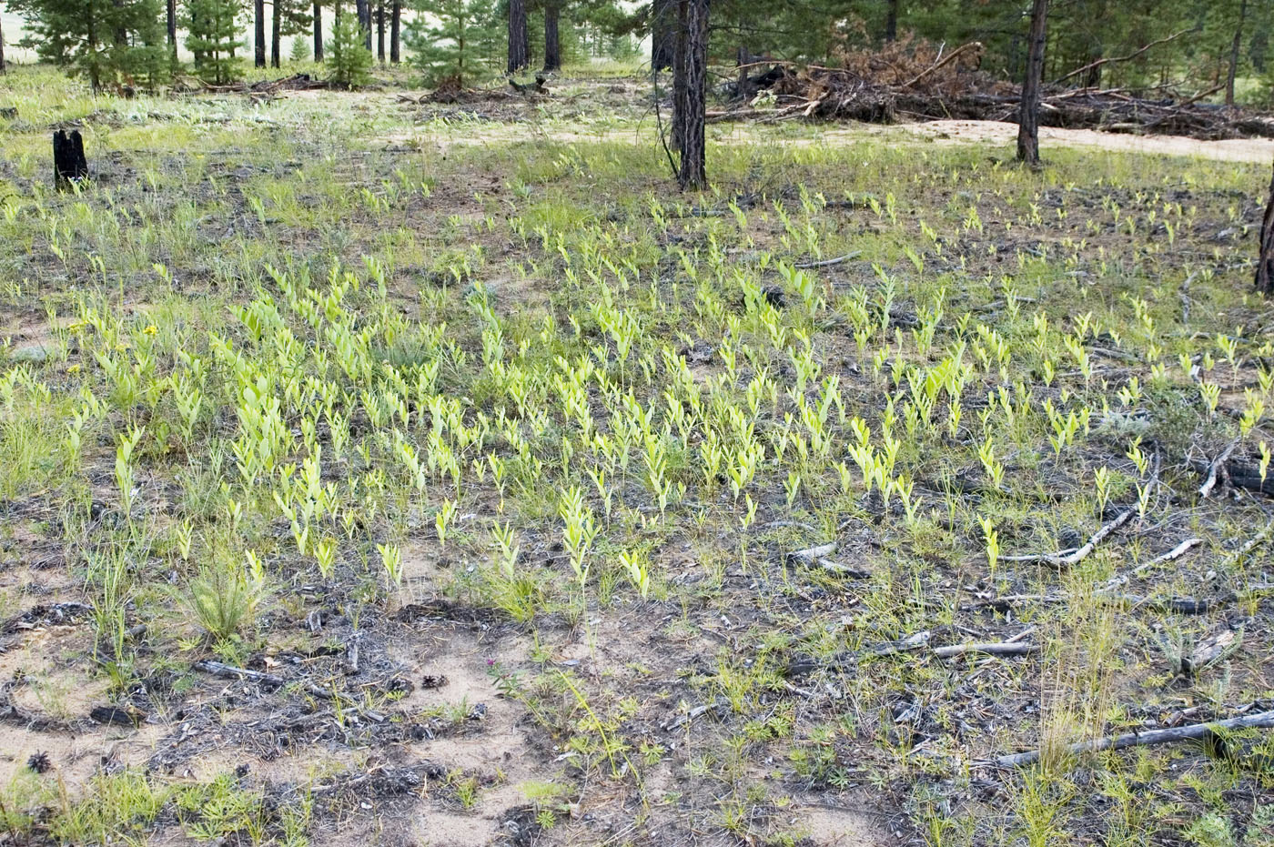 Image of Polygonatum odoratum specimen.