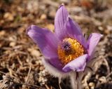 Pulsatilla taurica