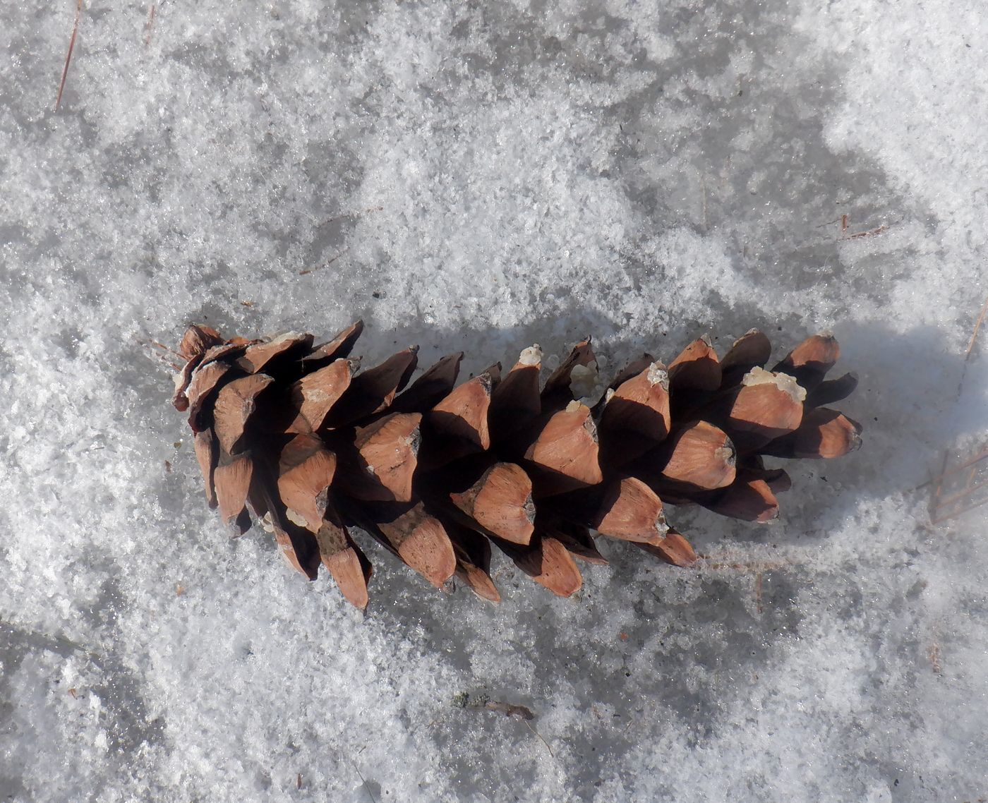 Изображение особи Pinus strobus.