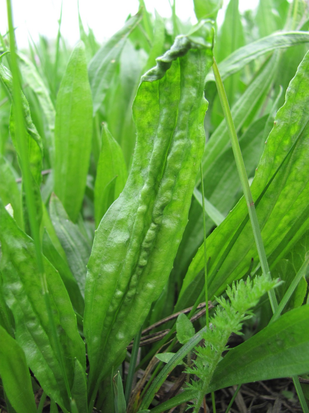 Image of Plantago lanceolata specimen.