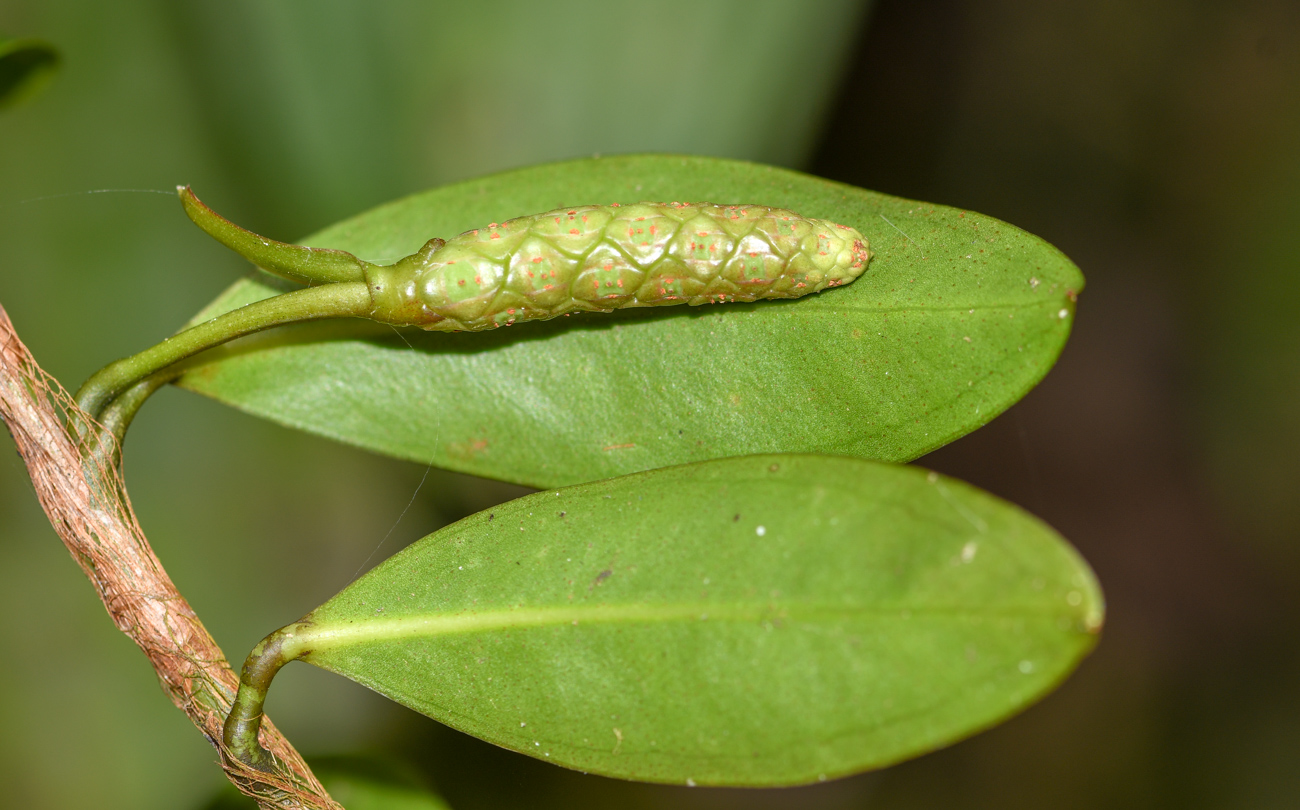 Image of Anthurium scandens specimen.