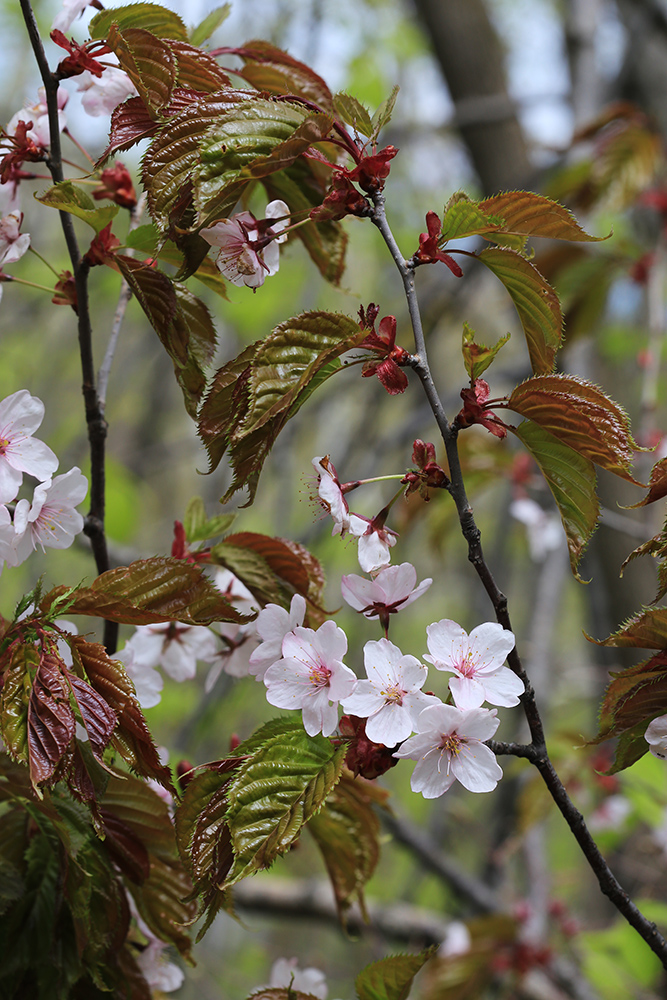 Изображение особи Cerasus sachalinensis.