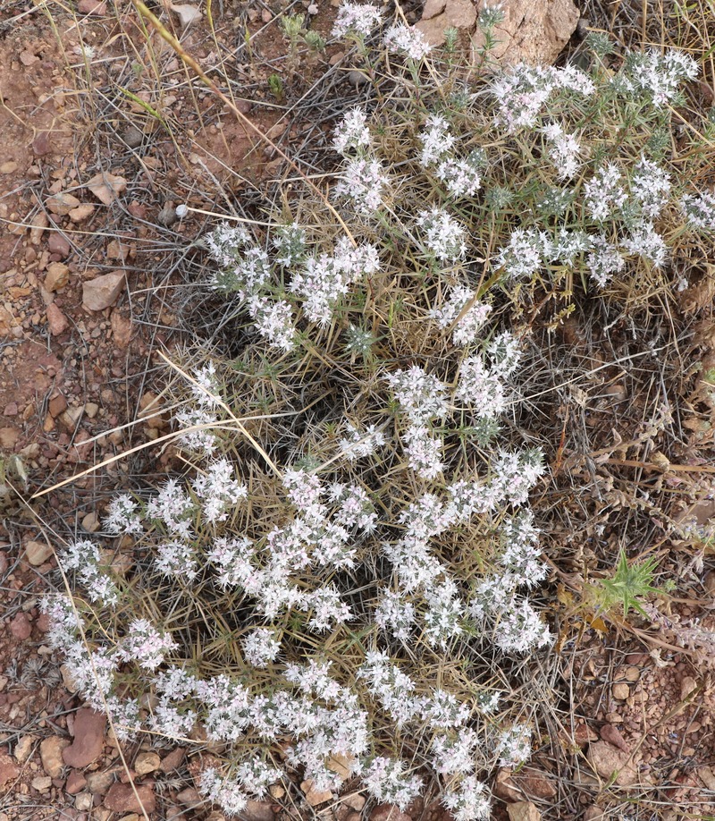 Изображение особи род Acanthophyllum.