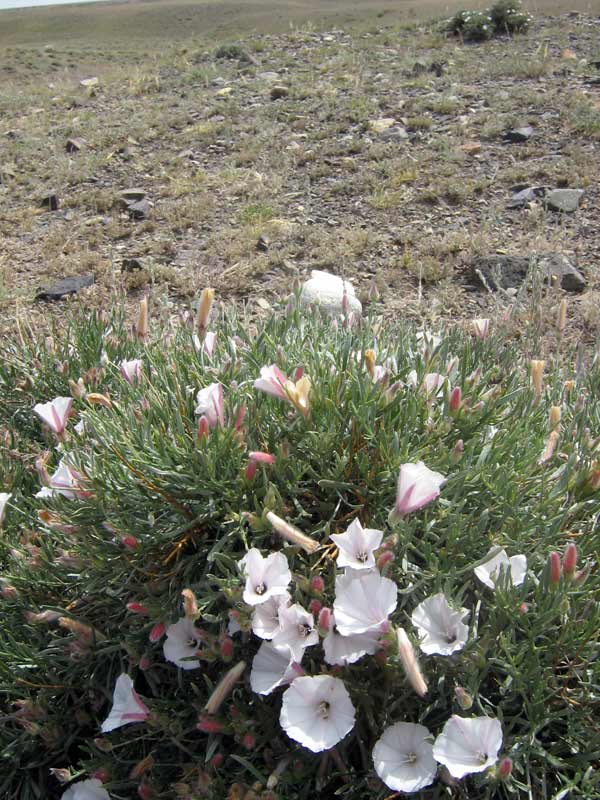 Изображение особи Convolvulus tragacanthoides.