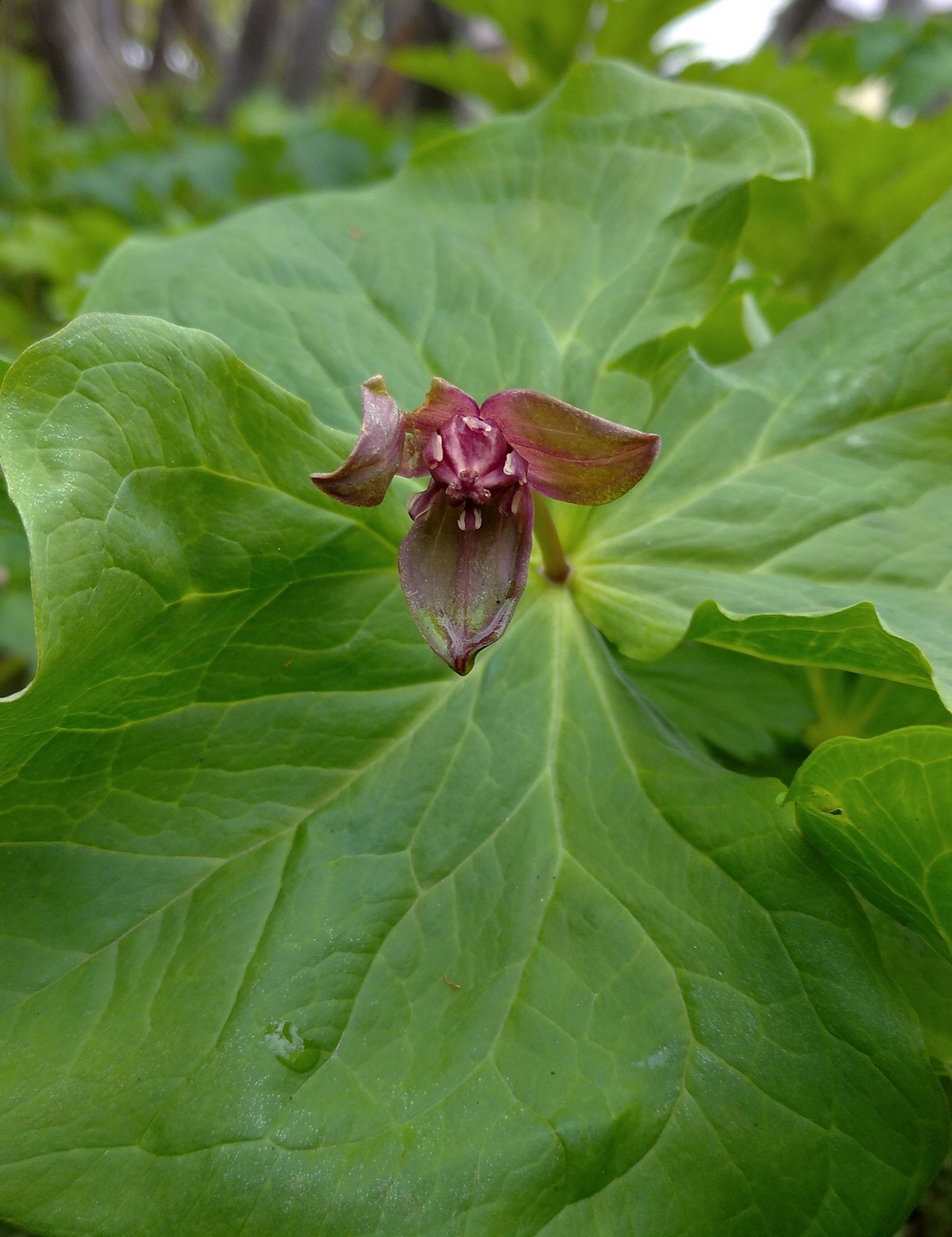 Image of Trillium smallii specimen.