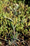 Erigeron acris