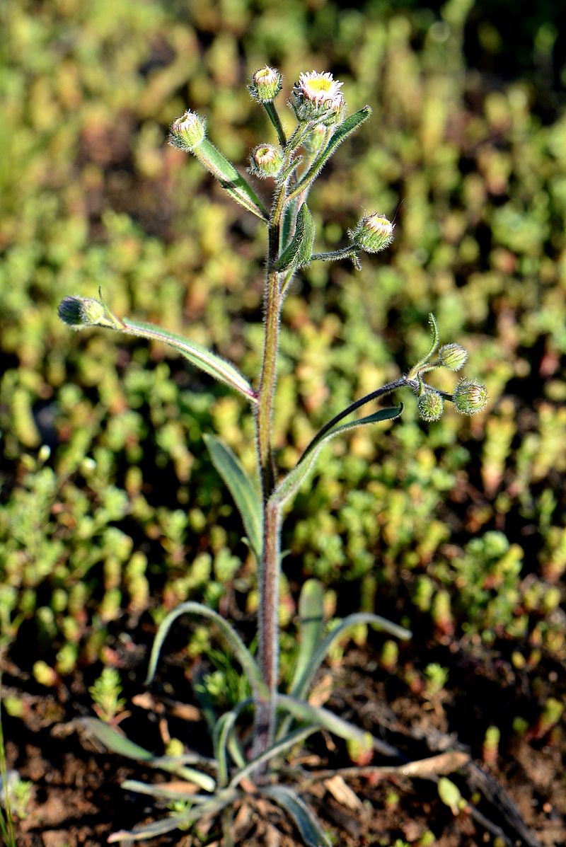 Image of Erigeron acris specimen.