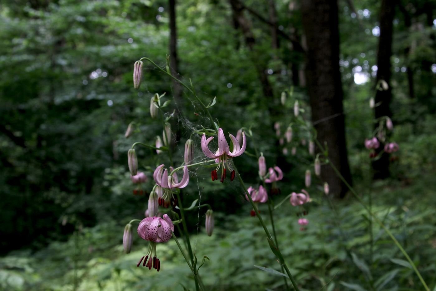 Image of Lilium pilosiusculum specimen.