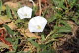 Convolvulus arvensis. Цветки и листья. Казахстан, г. Актау, на газоне. 22 июня 2021 г.