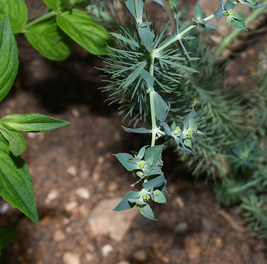 Image of Euphorbia aleppica specimen.