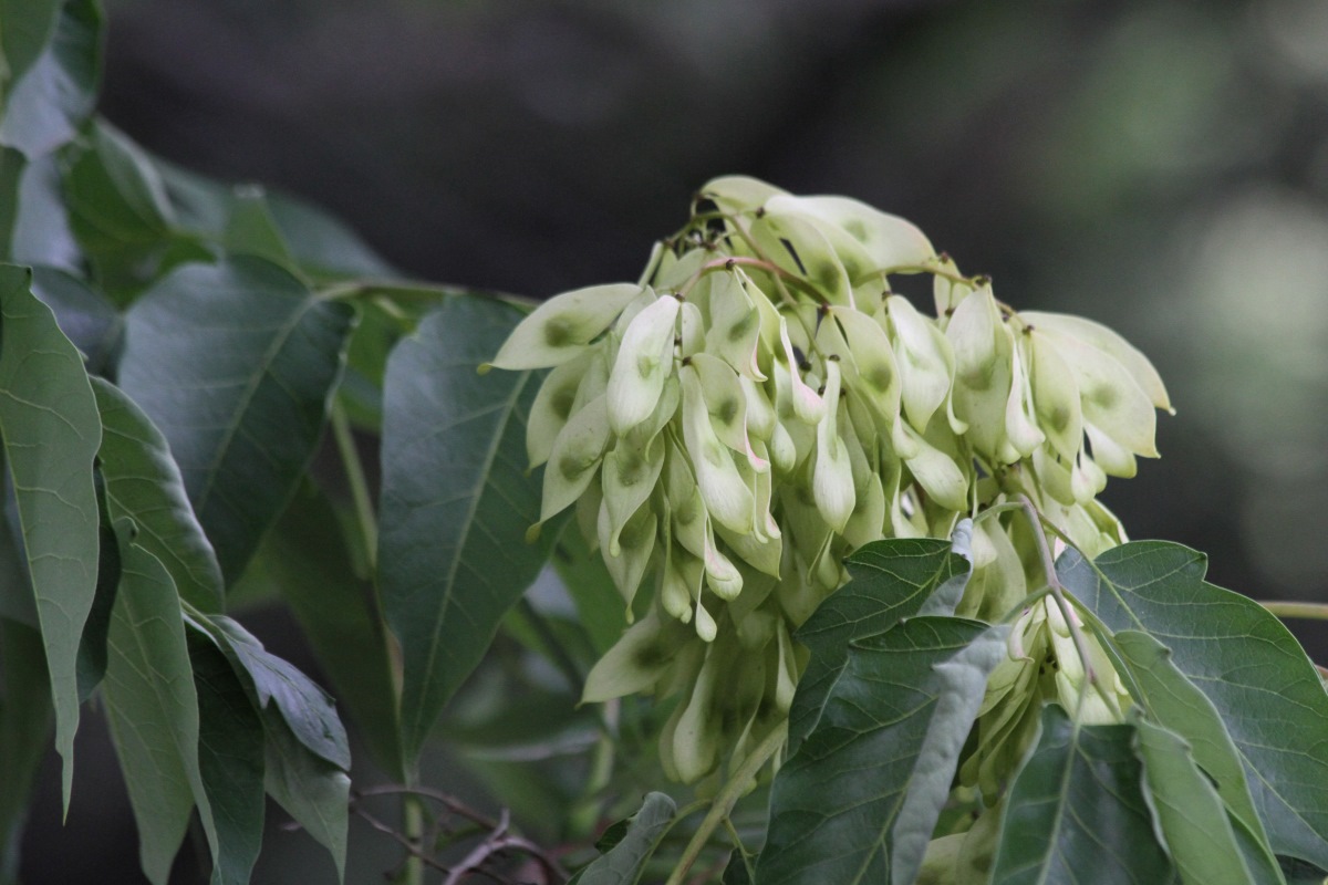 Изображение особи Ailanthus altissima.