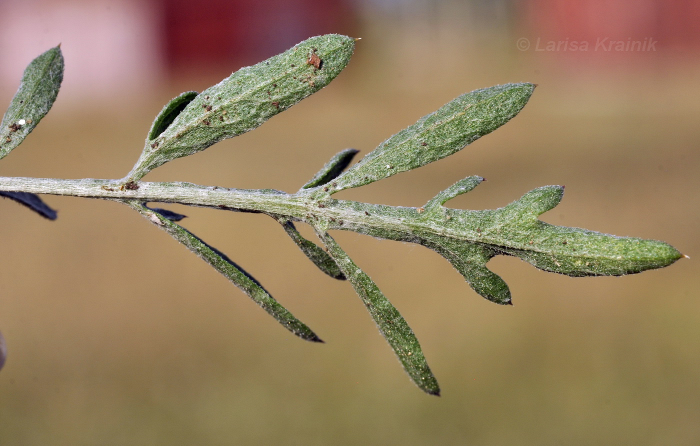 Image of Centaurea diffusa specimen.