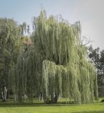 Image of taxon representative. Author is Игорь Павлов