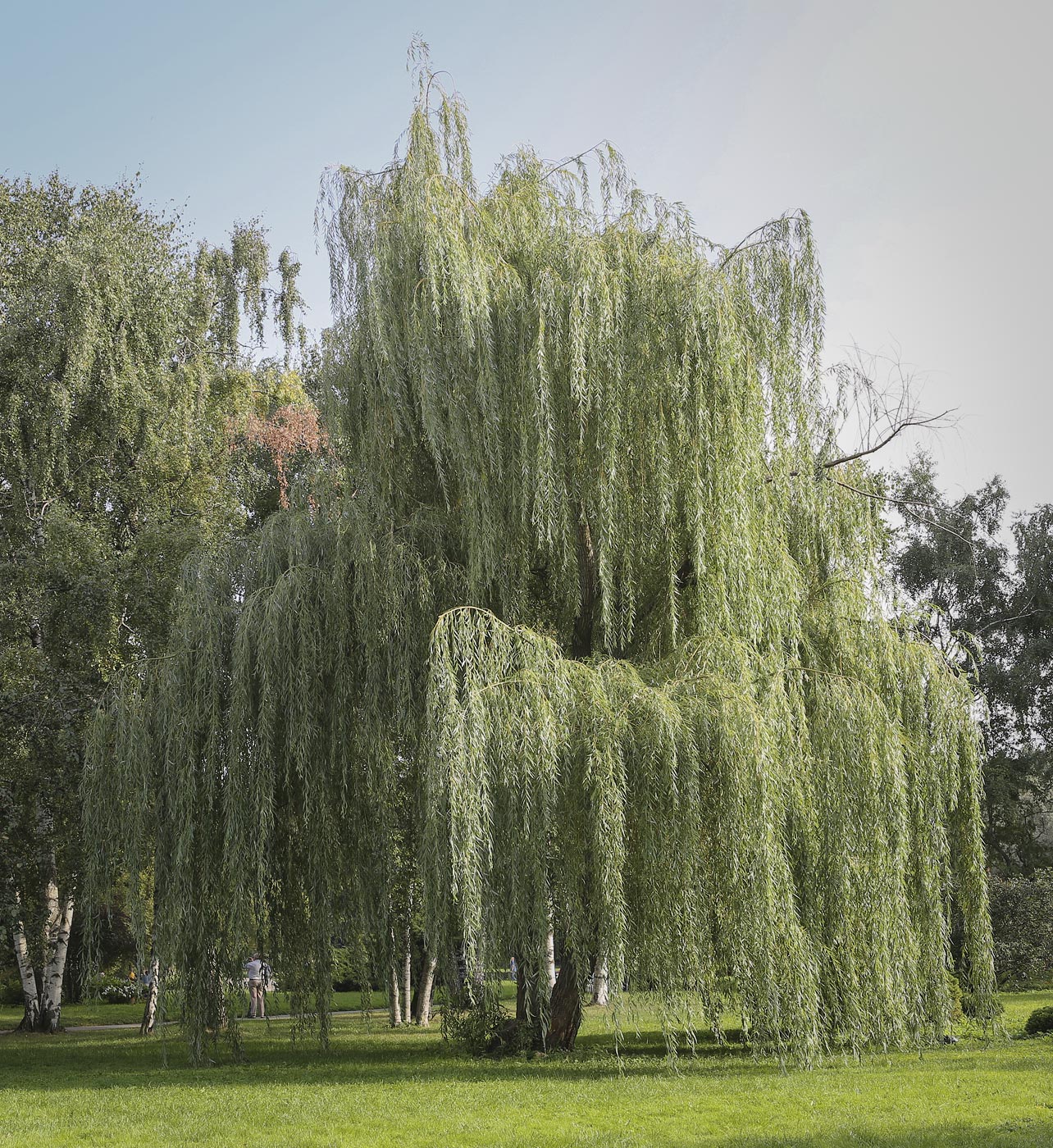 Image of Salix babylonica specimen.