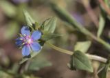 Anagallis foemina