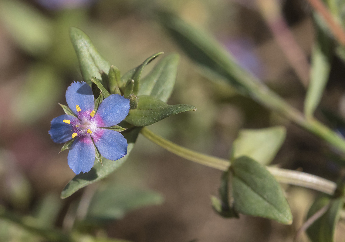 Image of Anagallis foemina specimen.