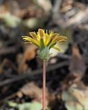 Taraxacum hybernum. Верхушка побега с соцветием-корзинкой. Республика Крым, Алуштинский р-н, окр. с. Малореченское, заросли кустарников на краю шоссе. 04.09.2021.