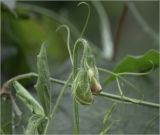 Lathyrus odoratus