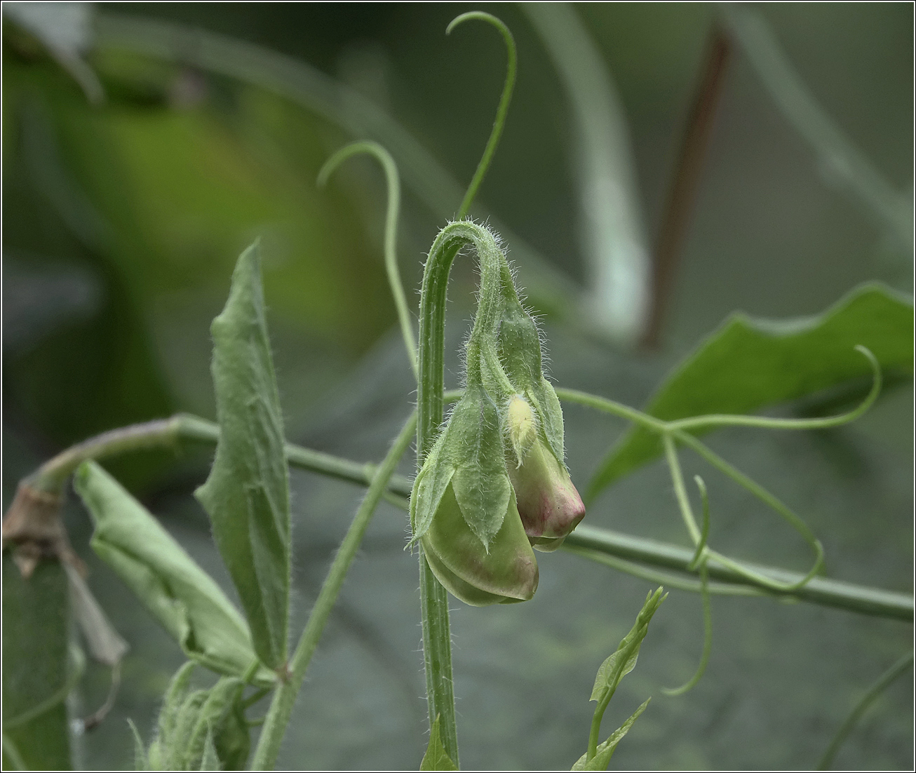 Изображение особи Lathyrus odoratus.