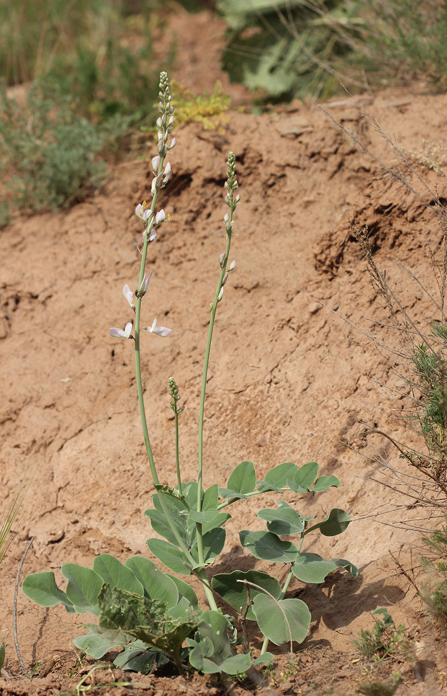 Image of Hedysarum iomuticum specimen.