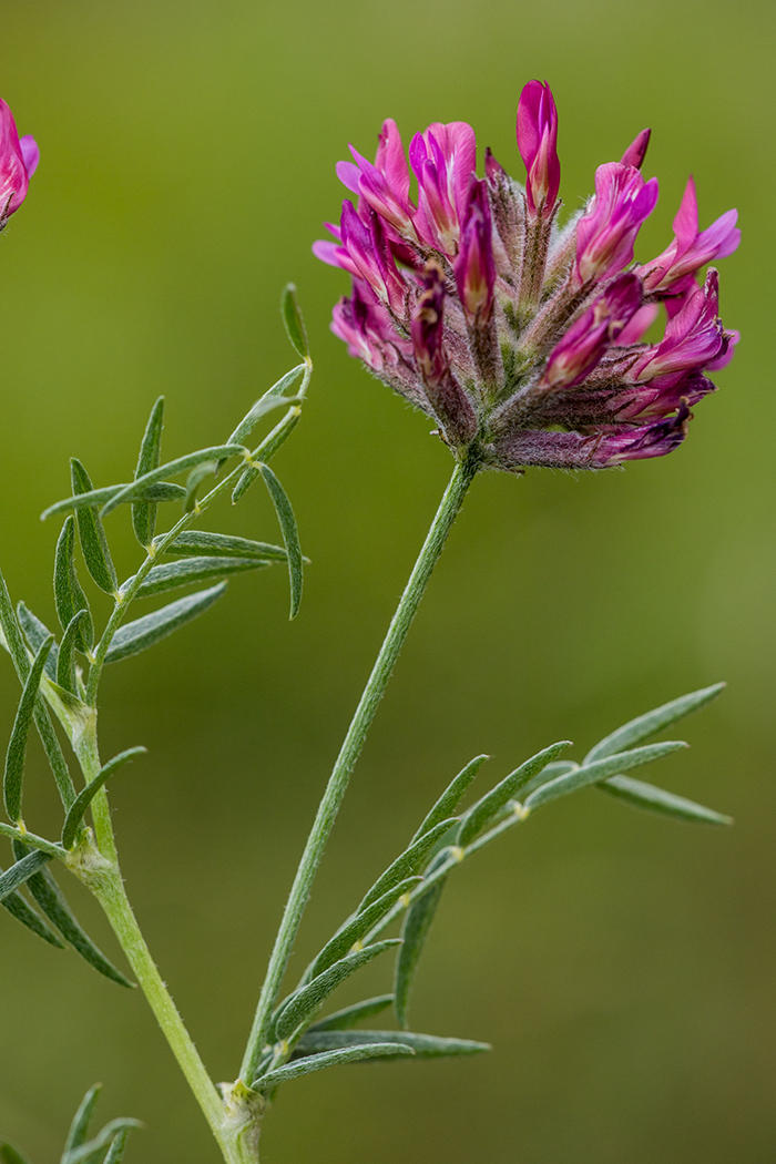 Изображение особи Astragalus cornutus.