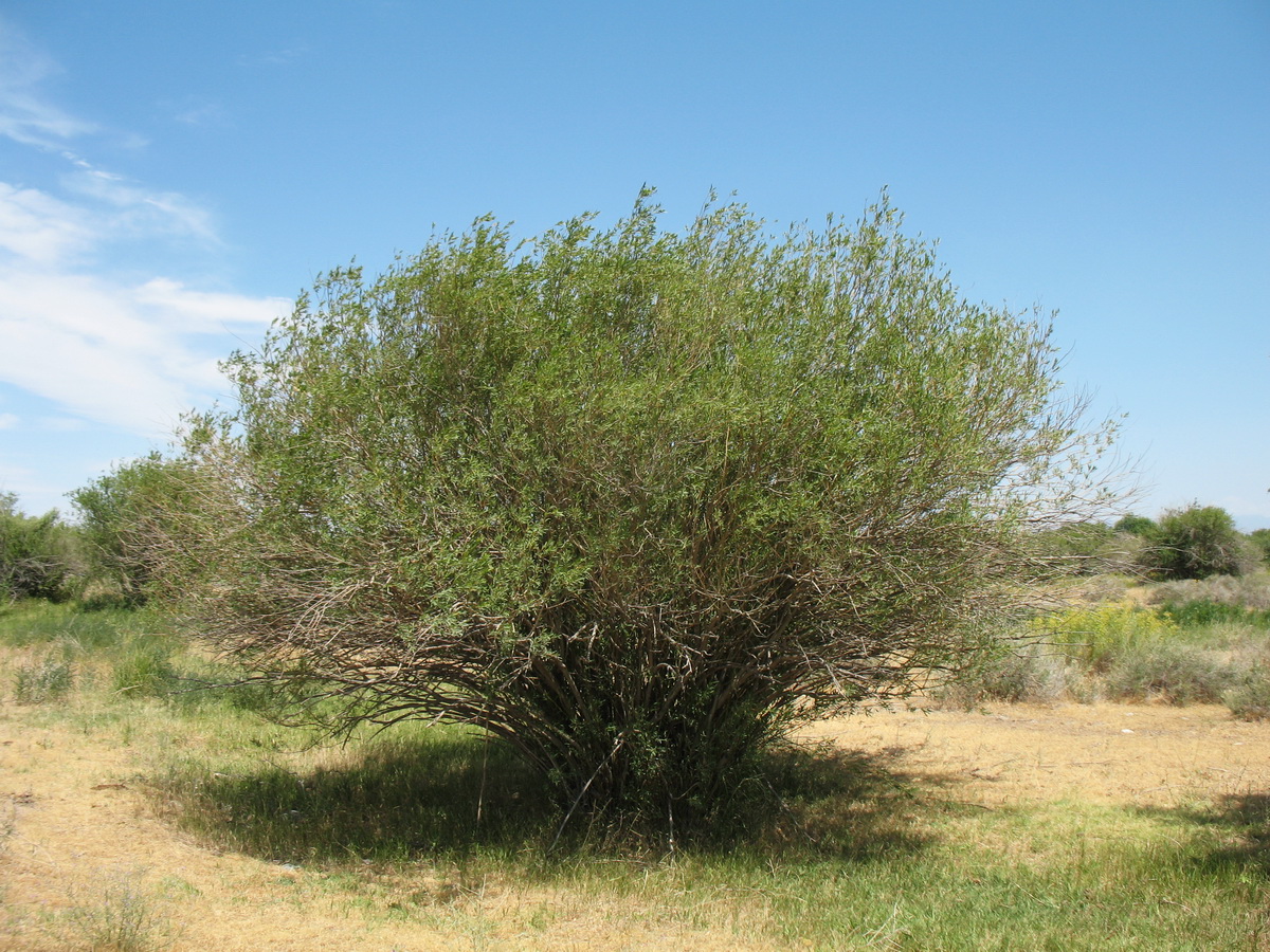 Изображение особи Salix wilhelmsiana.