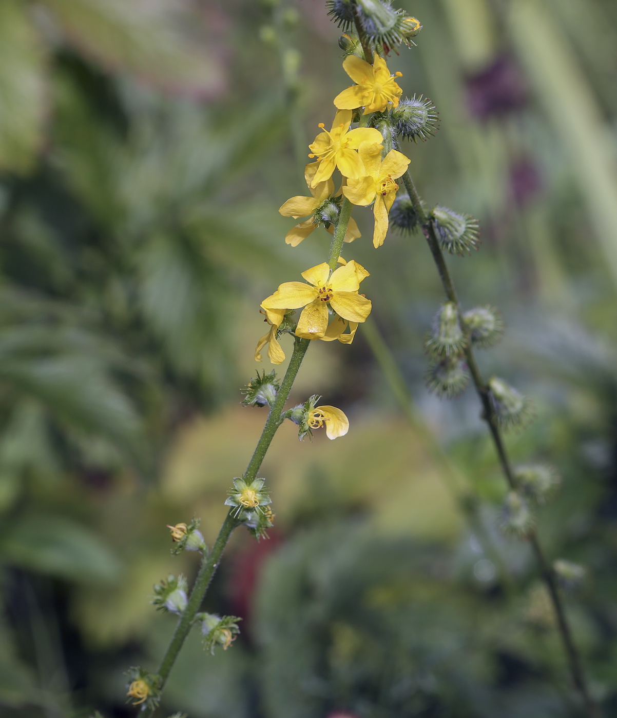 Image of Agrimonia eupatoria specimen.