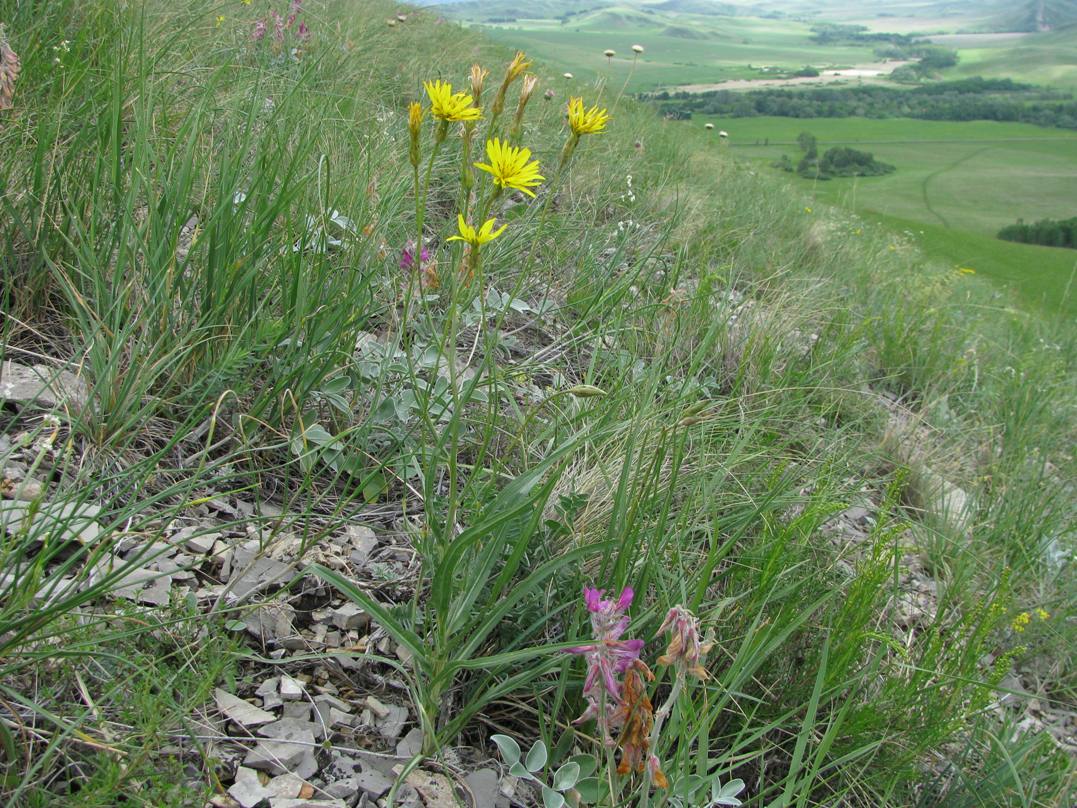 Image of Scorzonera × glastifolia specimen.