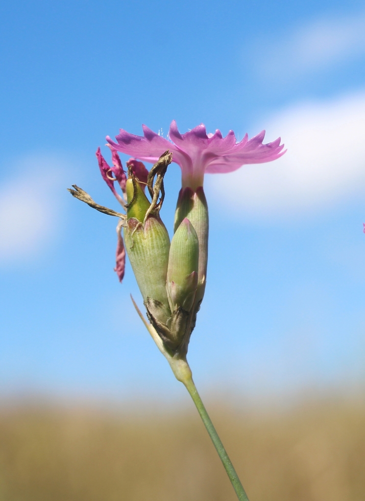 Изображение особи Dianthus polymorphus.