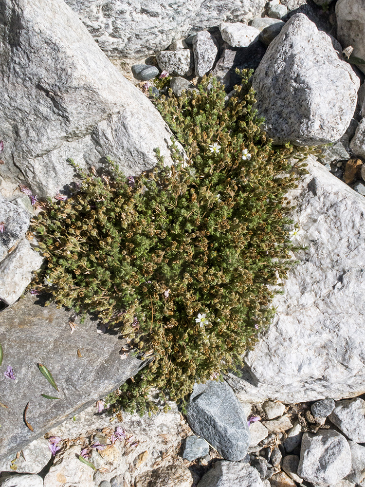 Image of Minuartia inamoena specimen.