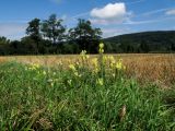 Linaria vulgaris. Цветущие растения. Германия, г. Гейдельберг, луг между сельскохозяйственных угодий. 30.07.2012.