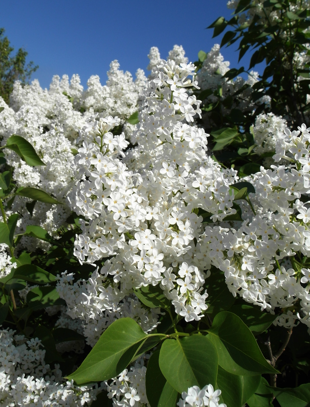 Изображение особи Syringa vulgaris.