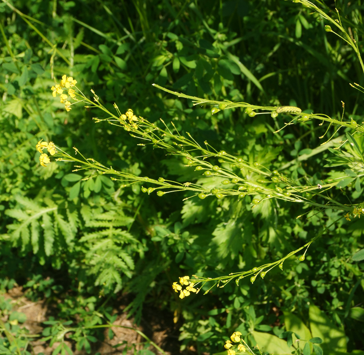 Image of Bunias orientalis specimen.