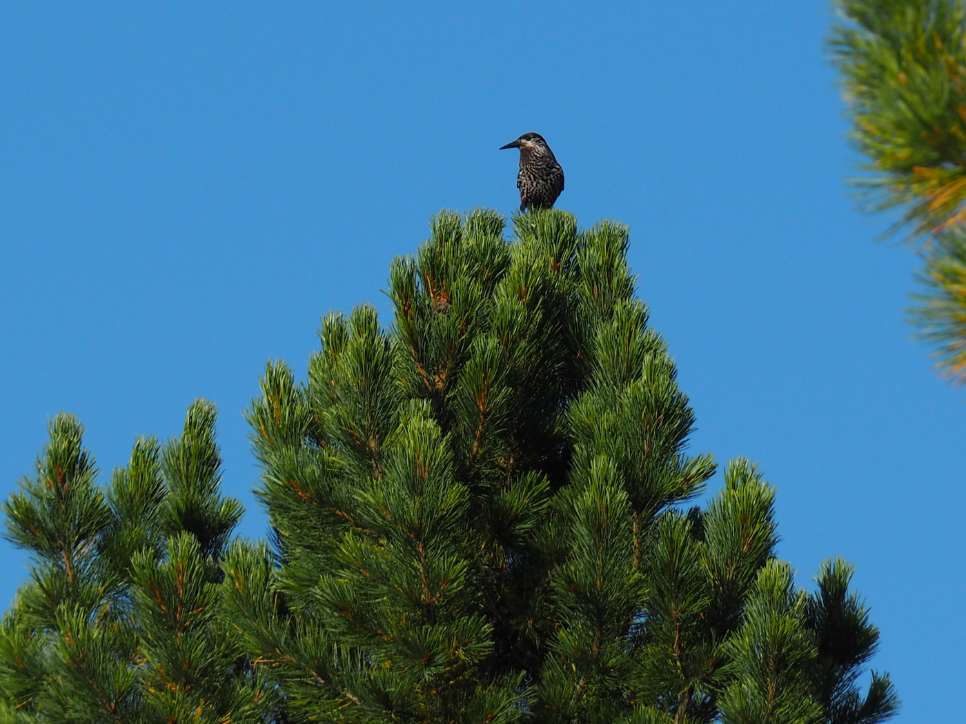 Image of Pinus sibirica specimen.