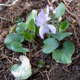 Viola rupestris