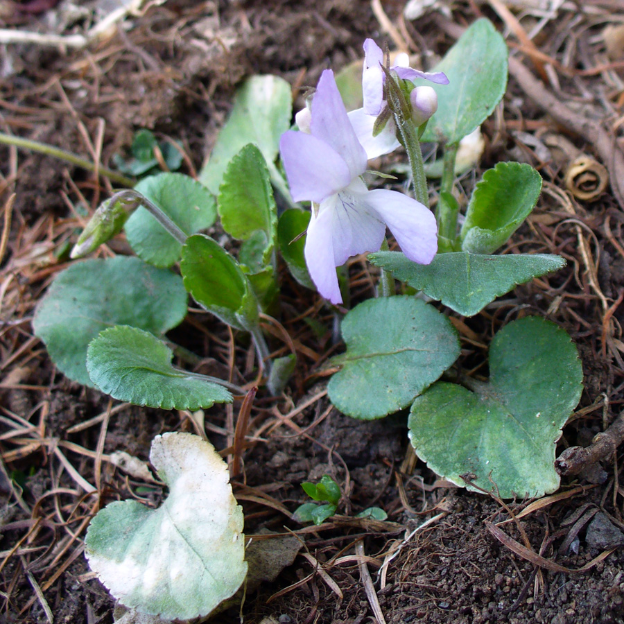 Изображение особи Viola rupestris.