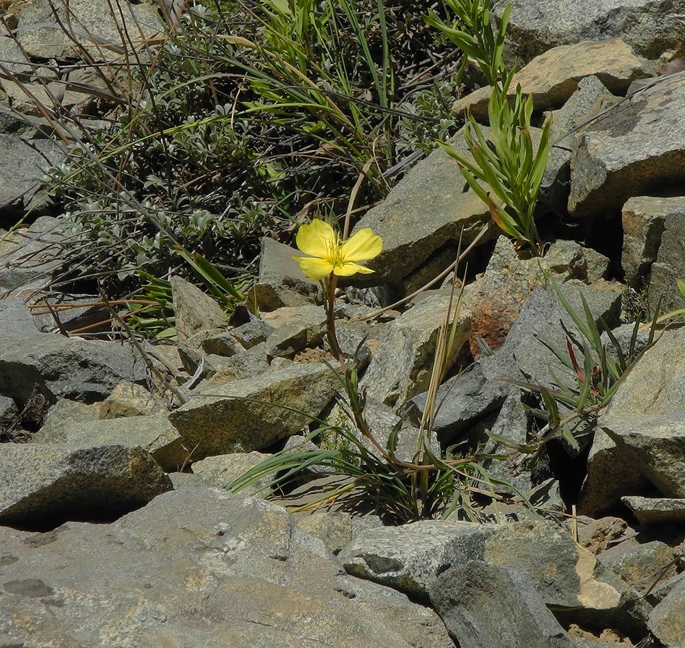 Image of Oenothera magellanica specimen.