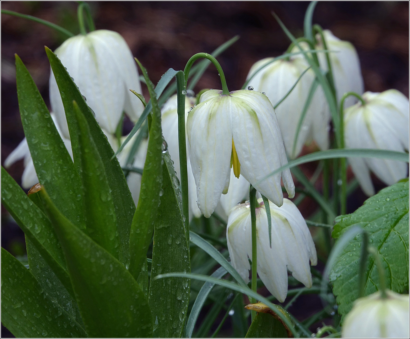 Изображение особи Fritillaria meleagris.