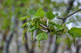 Acer tegmentosum. Верхушка ветви с соцветиями. Москва, ботанический сад МГУ \"Аптекарский огород\", в культуре. 04.05.2021.