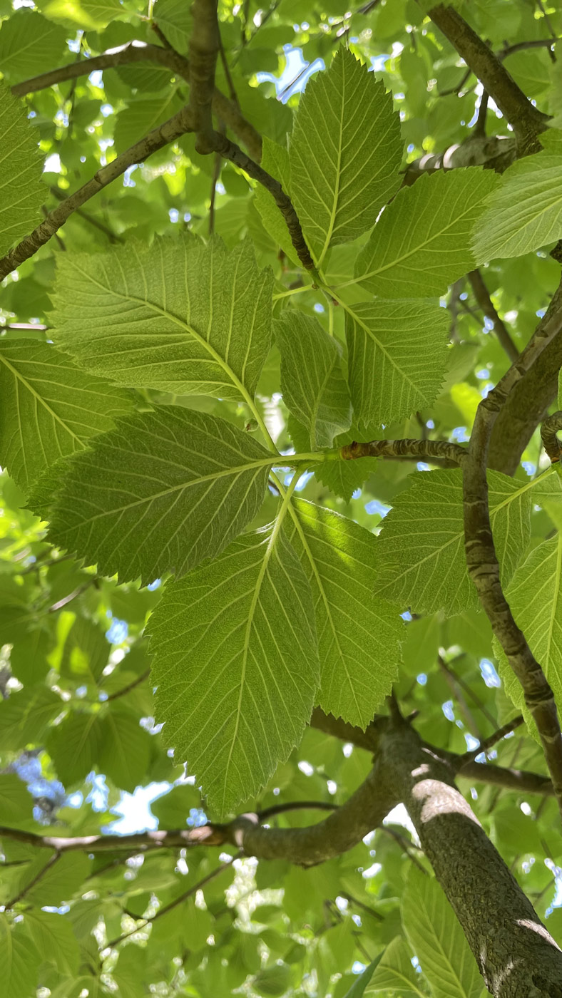 Изображение особи Sorbus intermedia.