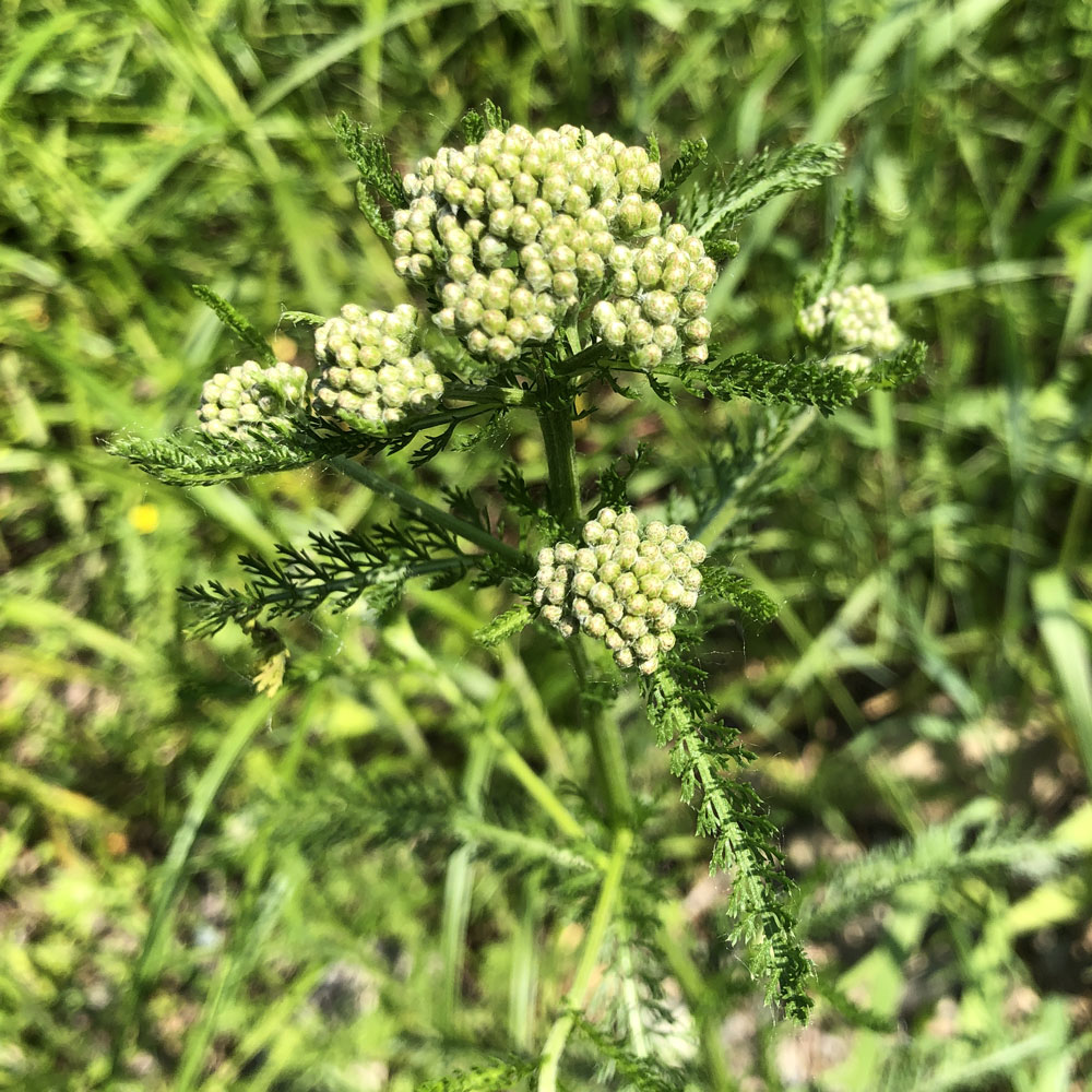 Изображение особи Achillea millefolium.